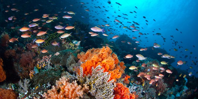 Melindungi Sumber Daya Laut untuk Masa Depan yang Lebih Baik Demi Keberlanjutan Lingkungan